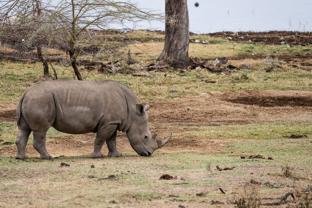 rinoceronte al lago Nakuru in Kenya