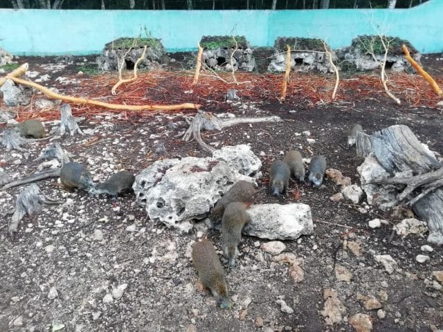 Allevamento di Jutias , rumorosi vicini 