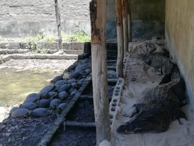 coccodrilli a cuba