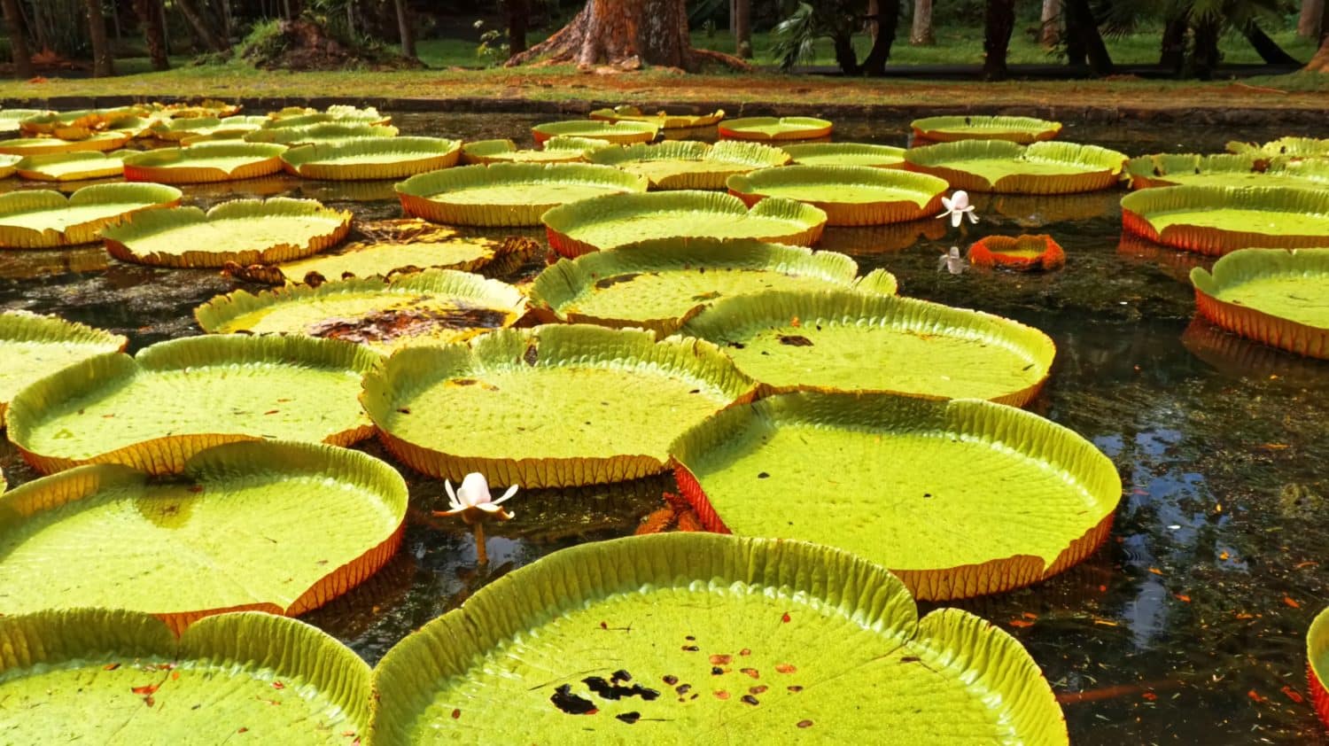 Giardini di Pamplemousses