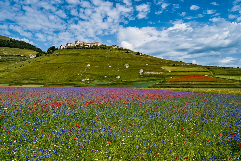 Castelluccio di Norcia fioritura