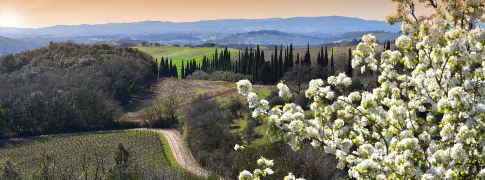 Fioritura in toscana