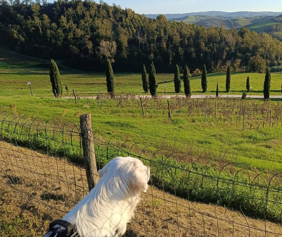 Casa Vacanza Colli Bertini