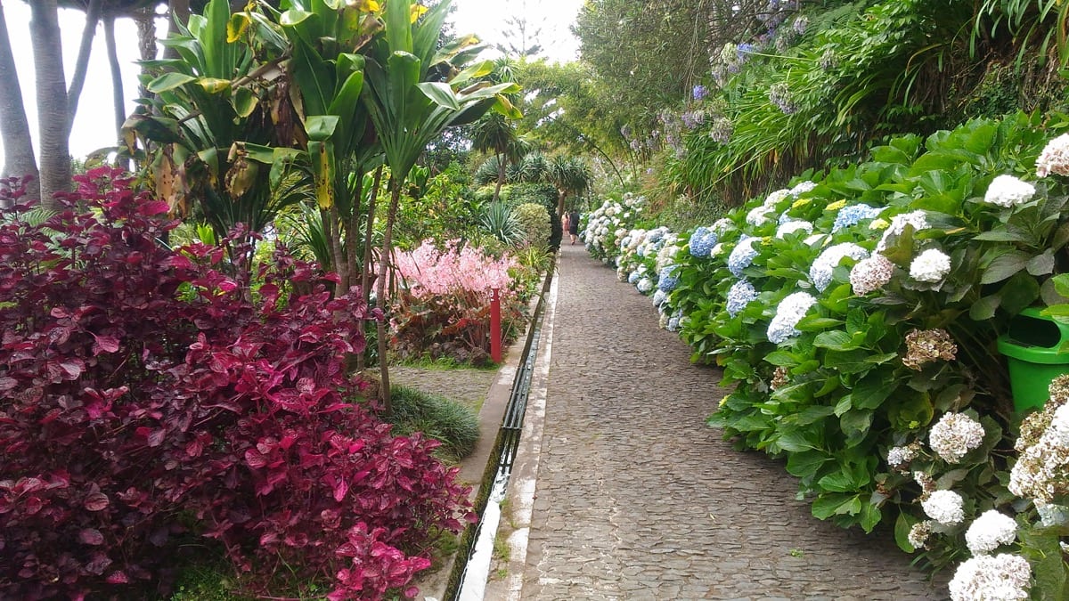 Jardim Tropical a madeira