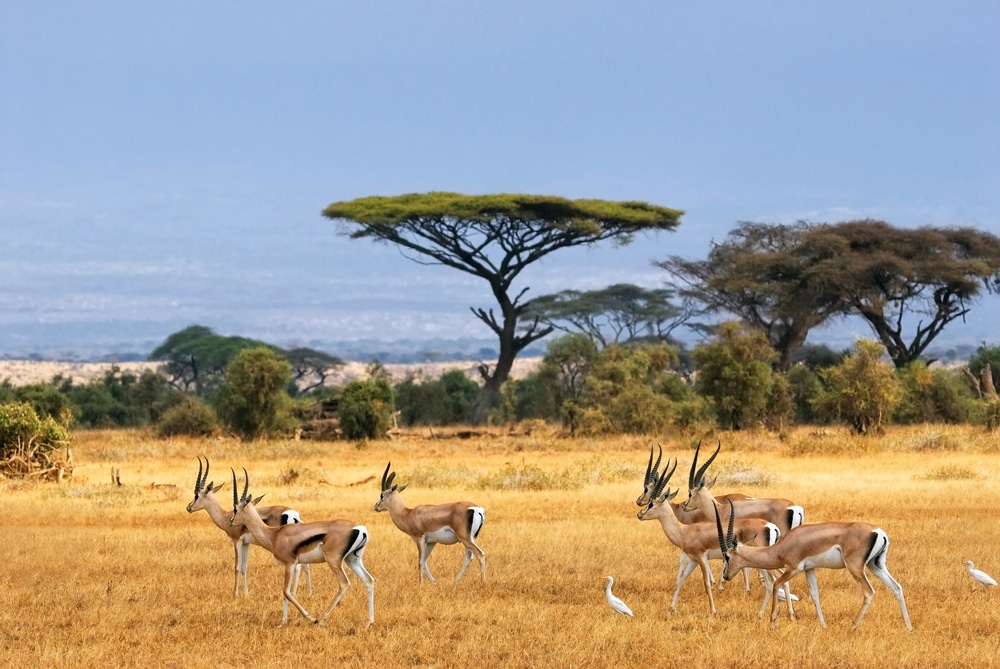 Parco Nazionale di Amboseli Kenya