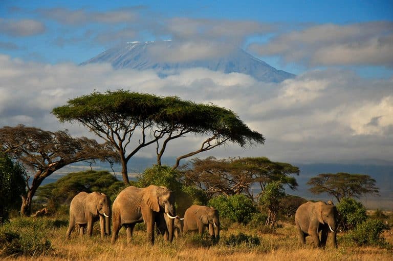 safari in kenya