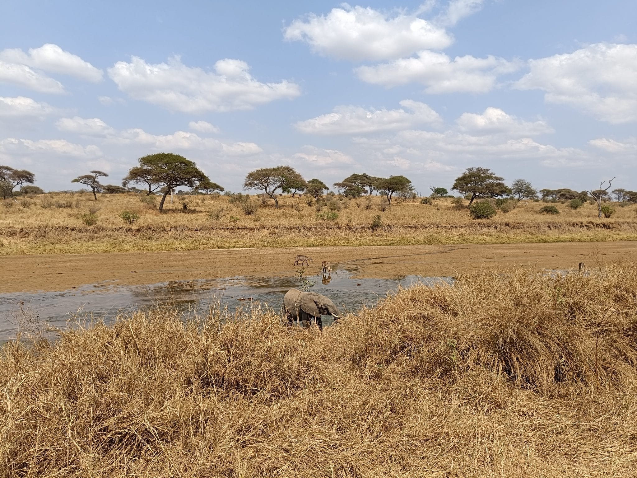 elefanti al Tarangire National Park