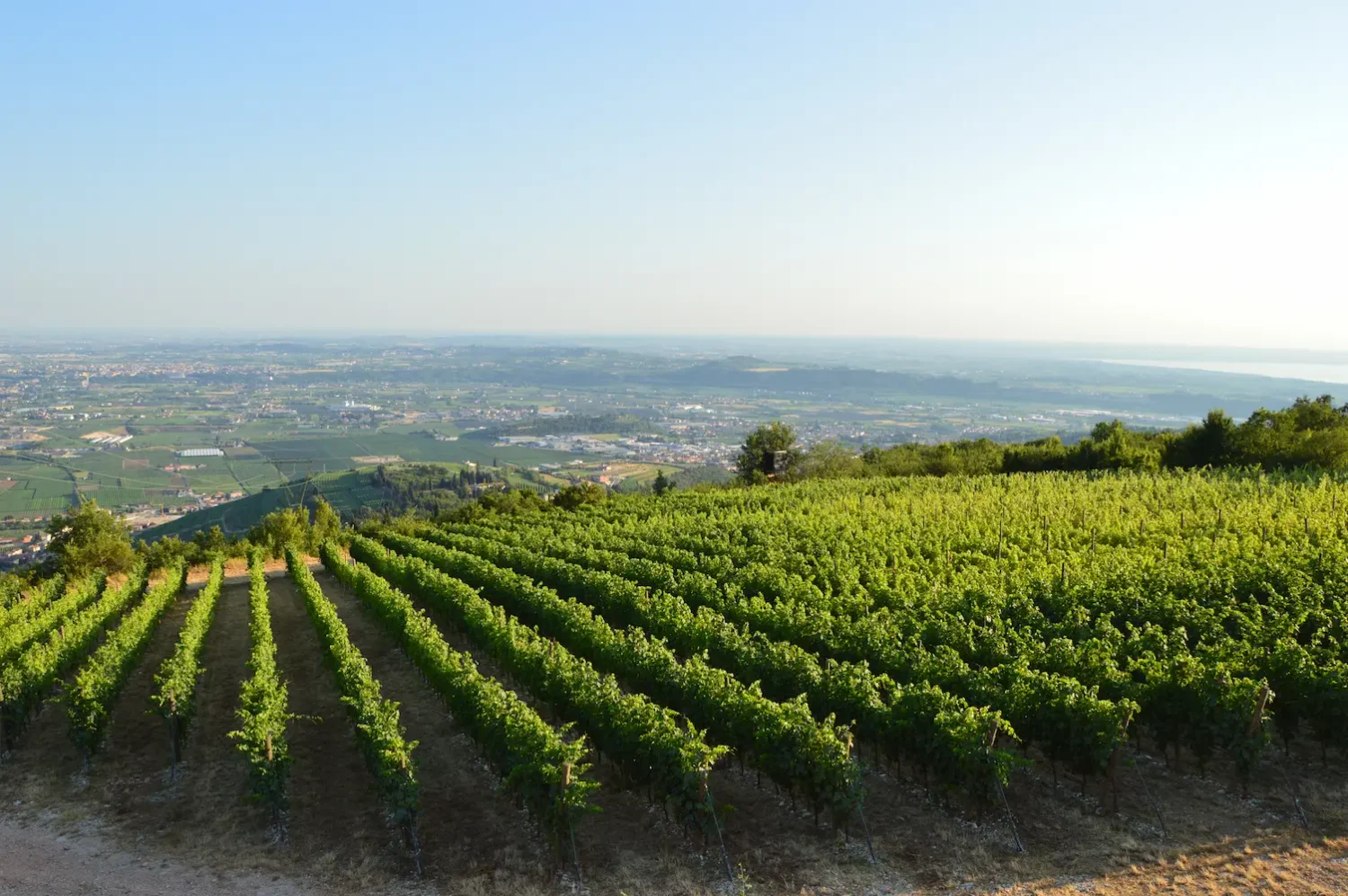 vigneto Fabriseria