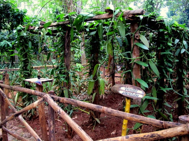 Il giardino di spezie Centro ayurvedico - Sri Lanka