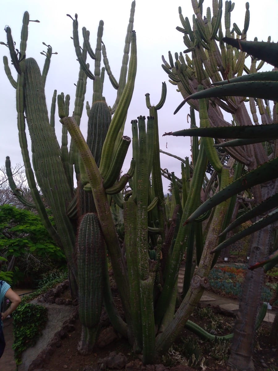 L’Orto Botanico di madeira