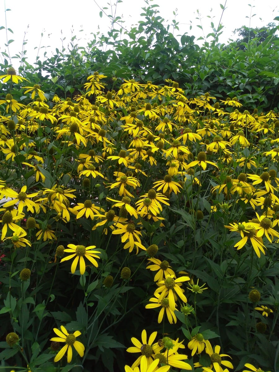 L’Orto Botanico di madeira