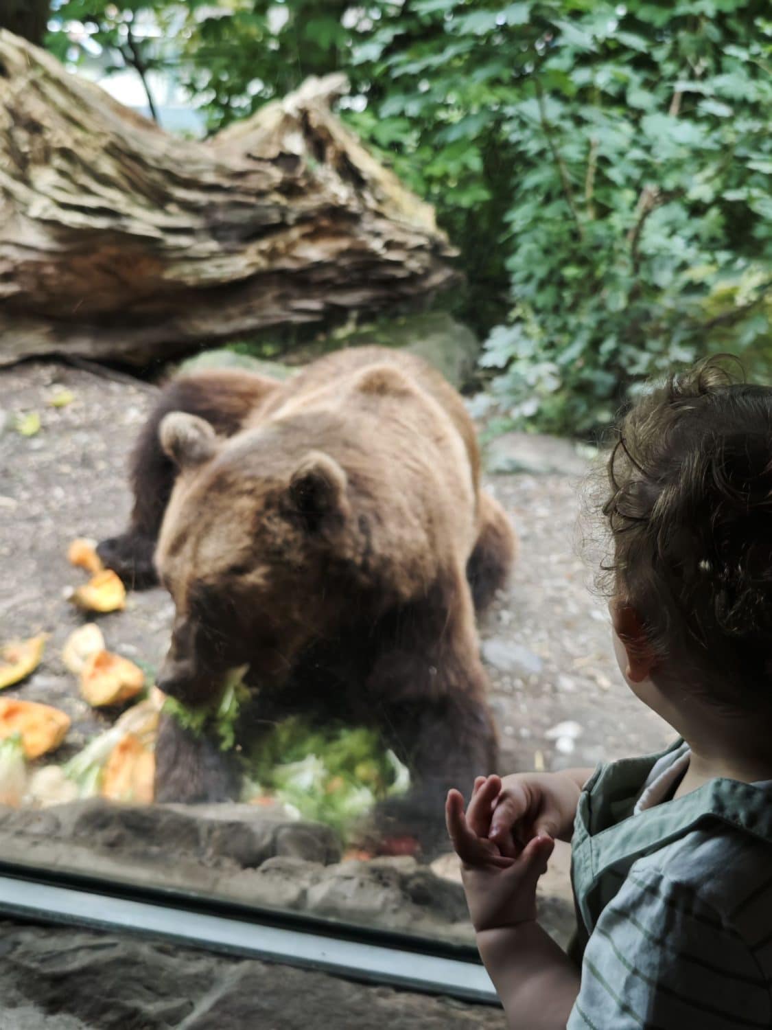 orso al Alpenzoo