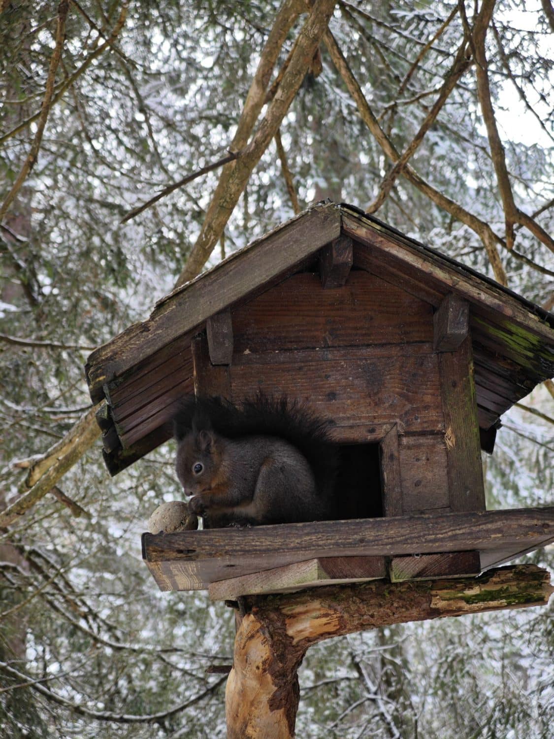 Scoiattolo a seefeld