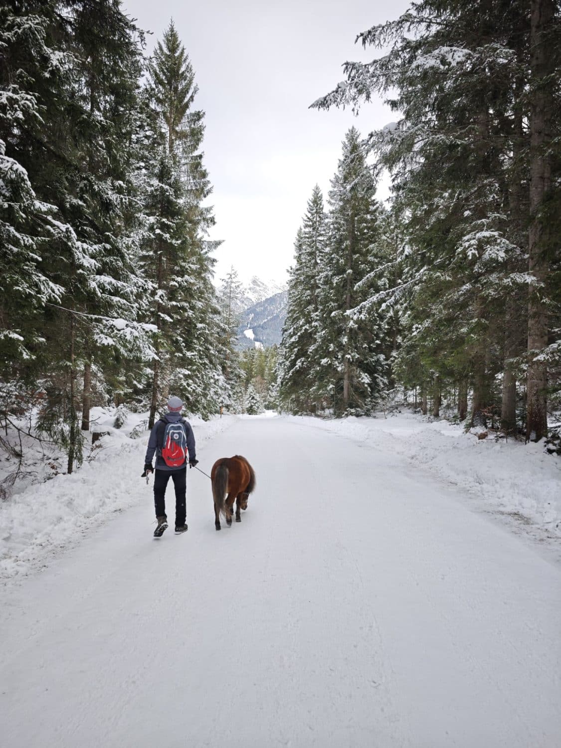 Pony Walk verso la Wildmoosalm a Seefeld