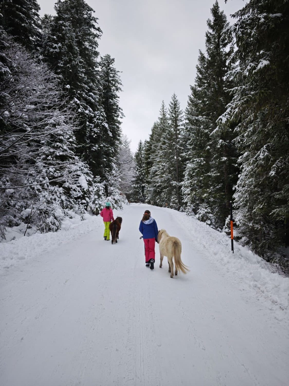 Pony Walk verso la Wildmoosalm a Seefeld